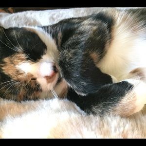 Meet your Posher, Sophia